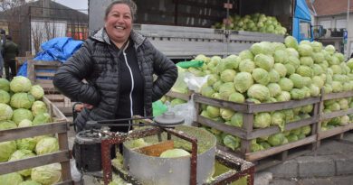 FINALNE PRIPREME ZIMNICE – PREVLAST KUPUSA NA VELIKOJ PIJACI FINALNE PRIPREME ZIMNICE – PREVLAST KUPUSA NA VELIKOJ PIJACI