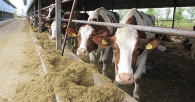 STOČARI NA GUBITKU, UPOZORAVA „AGRO KLEK”: PROIZVODNJA MLEKA SE NE ISPLATI STOČARI NA GUBITKU, UPOZORAVA „AGRO KLEK”: PROIZVODNJA MLEKA SE NE ISPLATI