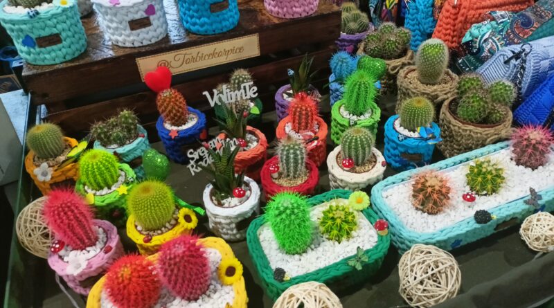 kaktusi vunica