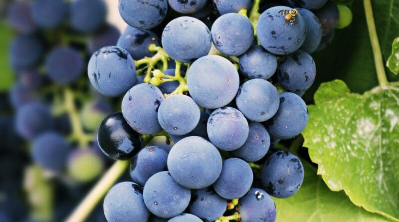 15-1-3 vinogradarstvo grozdje