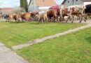 STOKA NA ULICAMA IZAZVALA BURU MEĐU ELEMIRCIMA – NE NAZIRE SE KRAJ PROBLEMIMA