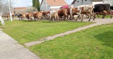 STOKA NA ULICAMA IZAZVALA BURU MEĐU ELEMIRCIMA – NE NAZIRE SE KRAJ PROBLEMIMA STOKA NA ULICAMA IZAZVALA BURU MEĐU ELEMIRCIMA – NE NAZIRE SE KRAJ PROBLEMIMA