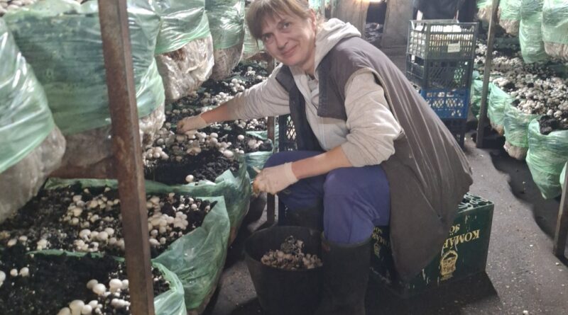 9 – 1 B FARMER IZ MUZLJE SAMPINJONI