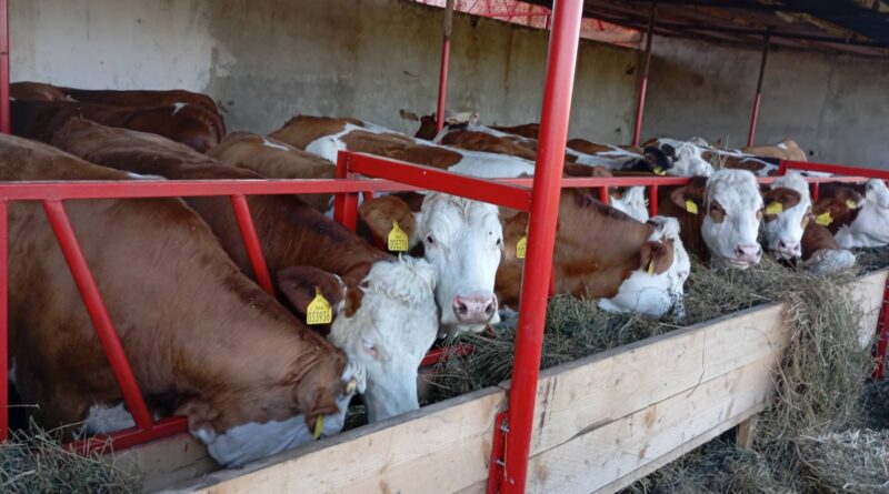 9 – 1 C FARMER IZ MUZLJE KRAVE