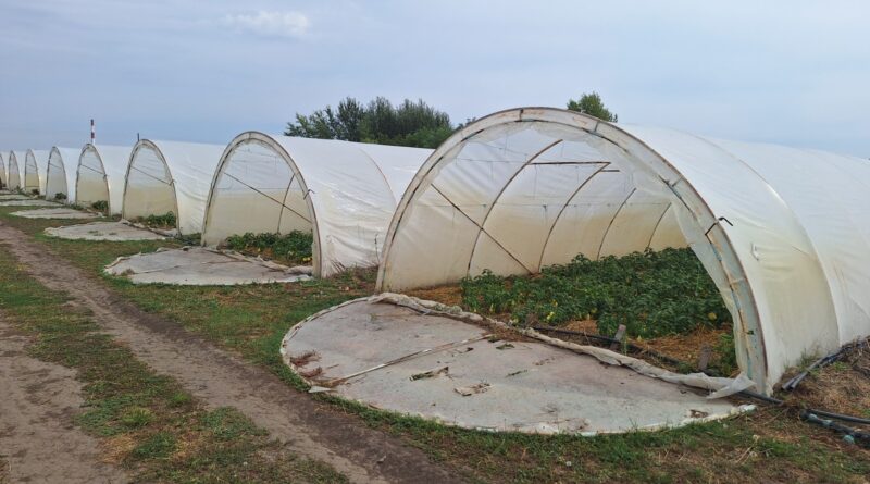 9 – 1 А PROIZVODNJA POPVRCA PLASTENIK
