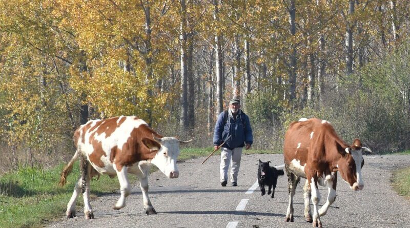 12-1-aradac tisa coban pulin krava
