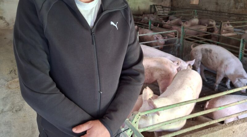 9 - 1 А FARMA SVINJA