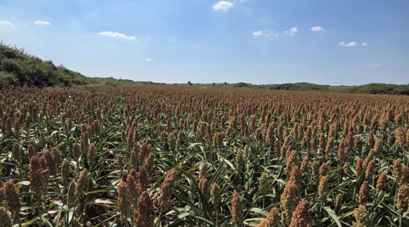 9 - 1 D SIRAK NA IMANJU PP BORAC