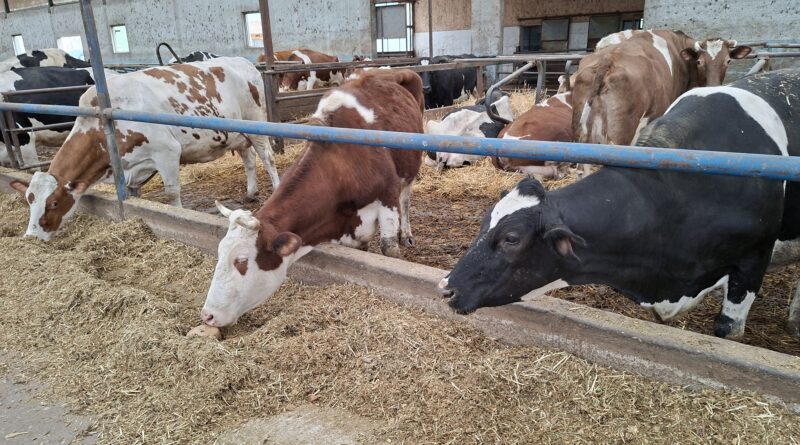 12-1-2-Farma muznih krava