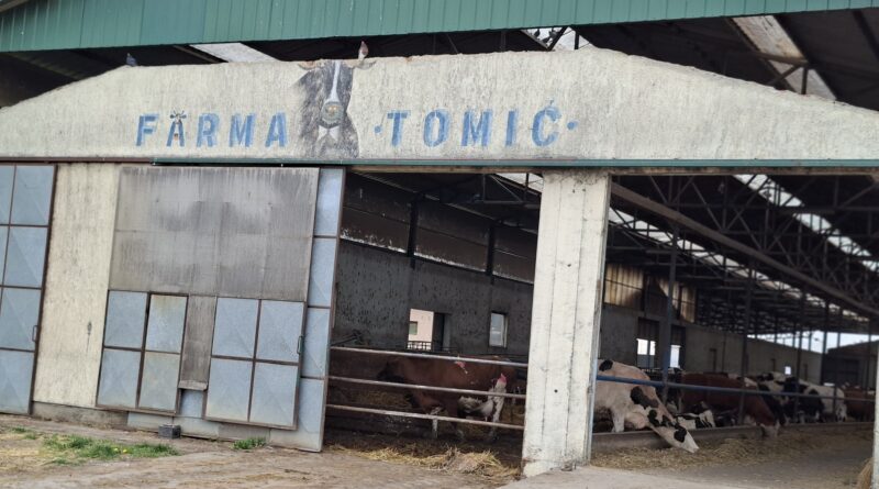 12-1-4-Farma muznih krava