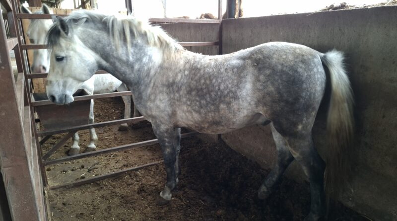 12-1-5-Farma muznih krava