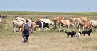 ISTRAŽIVALI SMO: KAKVO JE STANJE NA BANATSKIM PAŠNJACIMA