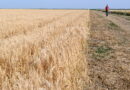 NIMALO OPTIMISTIČNE PORUKE RATARA I AGRONOMA SA OVOGODIŠNJEG DANA POLJA