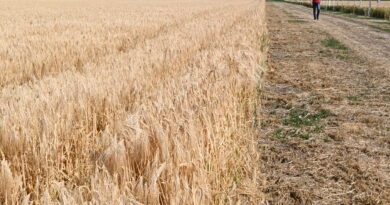NIMALO OPTIMISTIČNE PORUKE RATARA I AGRONOMA SA OVOGODIŠNJEG DANA POLJA