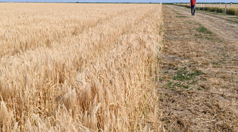 NIMALO OPTIMISTIČNE PORUKE RATARA I AGRONOMA SA OVOGODIŠNJEG DANA POLJA 9-1-8